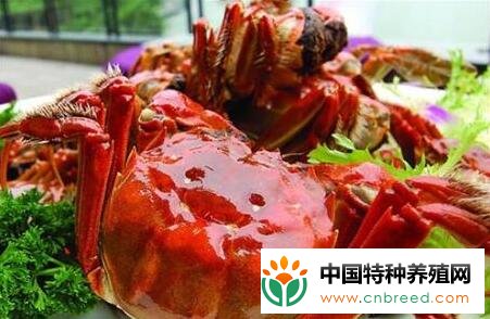 大闸蟹一般什么季节有？