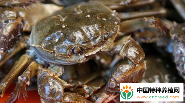 养螃蟹100亩地的螃蟹要投资多少钱呢？