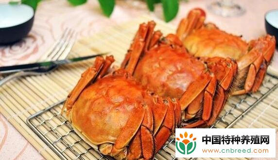 大闸蟹季节几月到几月才有？