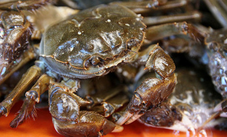 大闸蟹吃什么食物？大闸蟹怎么养殖？