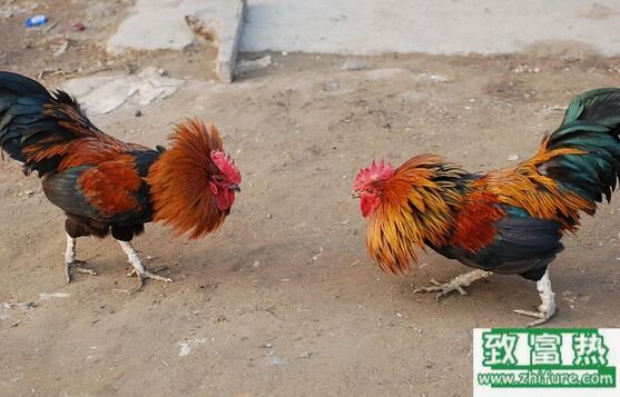 2020养斗鸡赚钱吗？2020斗鸡养殖前景及市场价格行情分析