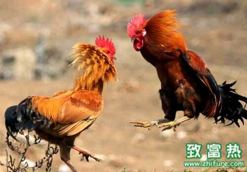 2022养斗鸡赚钱吗？2022斗鸡养殖前景及市场价格行情分析