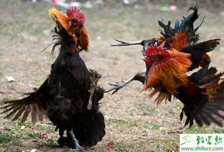 养斗鸡赚钱吗？