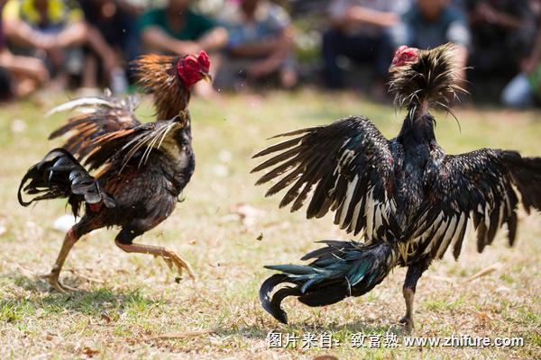 斗鸡鸡苗价格多少钱一只？