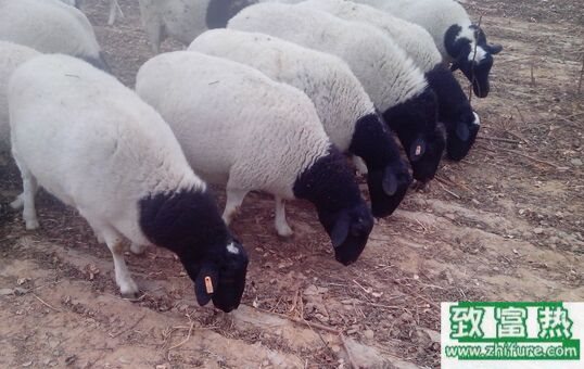 2022养杜泊绵羊赚钱吗？2022杜泊绵羊养殖前景及市场价格行情分析