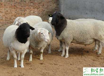 养杜泊绵羊赚钱吗？