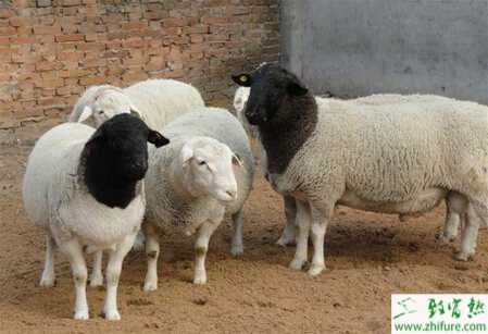 养杜泊绵羊国家有补贴吗？都有哪些补贴政策？