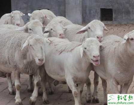 杜泊绵羊怎么养？有哪些需要注意的？