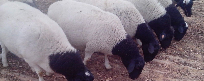 杜泊绵羊适合北方养殖吗