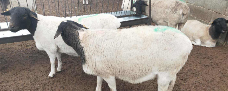 杜泊绵羊一胎几只羊