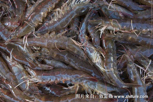 2022养对虾赚钱吗？对虾养殖的利润与投资成本及前景预测