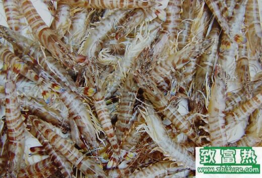 2020养对虾赚钱吗？2020对虾养殖前景及市场价格行情分析
