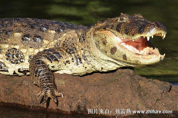 2022养鳄鱼赚钱吗？鳄鱼养殖的利润与投资成本及前景预测