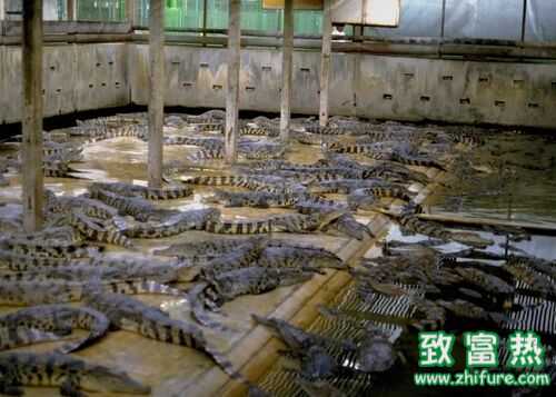 2022养鳄鱼赚钱吗？2022鳄鱼养殖前景及市场价格行情分析