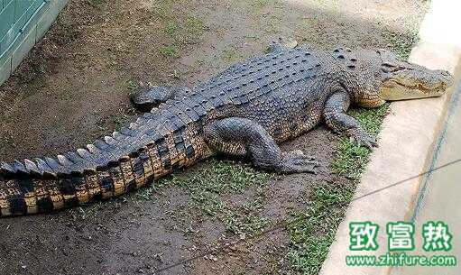 2022养鳄鱼赚钱吗？2022养鳄鱼前景及市场价格行情分析