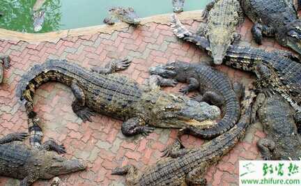 2022养鳄鱼赚钱吗？2022鳄鱼养殖前景及市场价格分析