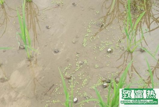 2020养福寿螺赚钱吗？2020福寿螺养殖前景及市场价格行情分析