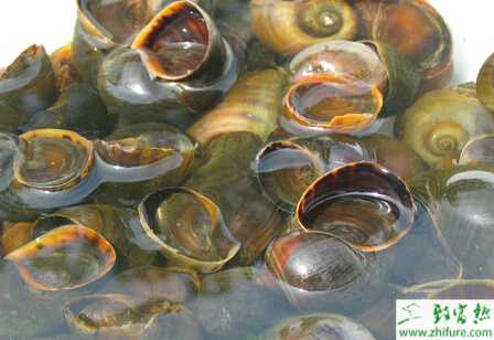 福寿螺的消毒措施