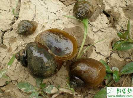 福寿螺病虫害的防治