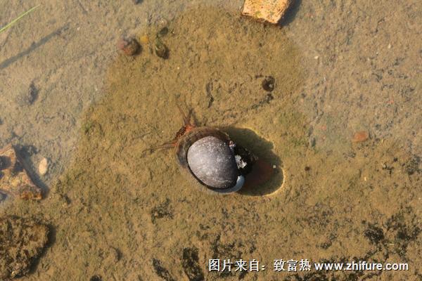 2022养福寿螺赚钱吗？福寿螺养殖的利润与投资成本及前景预测