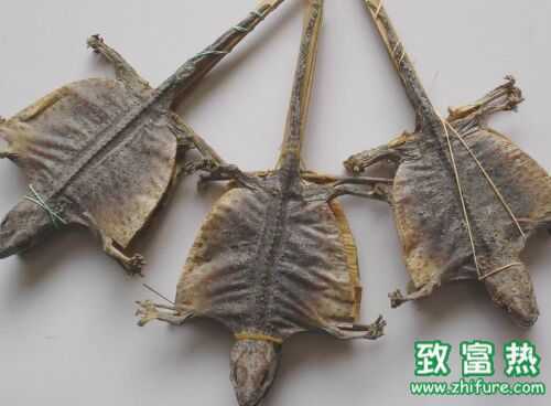 2022养蛤蚧赚钱吗？2022蛤蚧养殖前景及市场价格行情分析