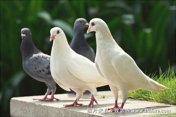 鸽子为什么会送信？