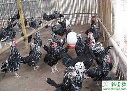 养贵妃鸡赚钱吗？怎样养贵妃鸡？