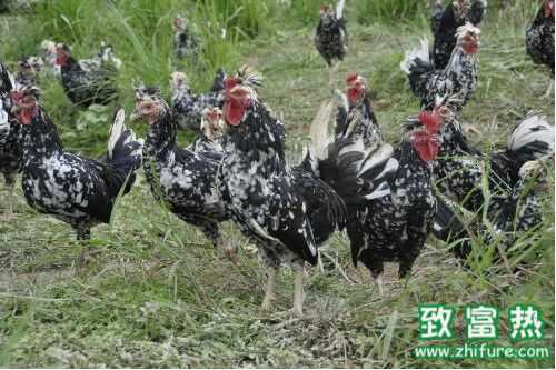 2022养贵妃鸡赚钱吗？2022贵妃鸡养殖前景及市场价格行情分析