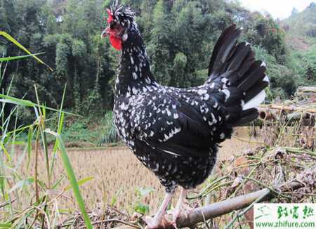 养贵妃鸡的利润