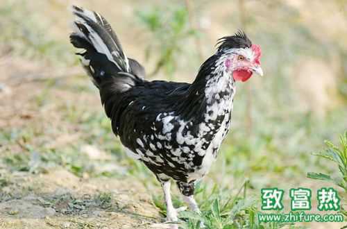 2022养贵妃鸡赚钱吗？2022养贵妃鸡前景及市场价格行情分析