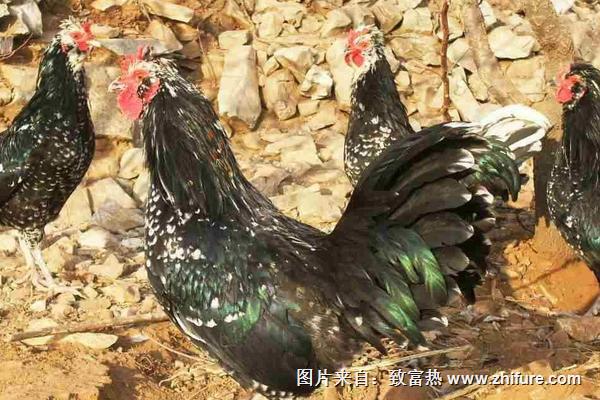 2022养贵妃鸡赚钱吗？贵妃鸡养殖的利润与投资成本及前景预测