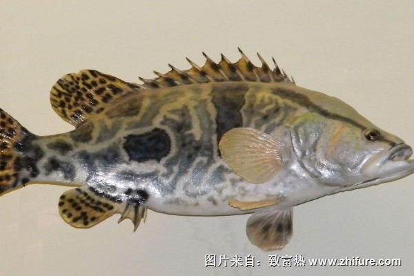 鳜鱼鱼苗价格是多少？