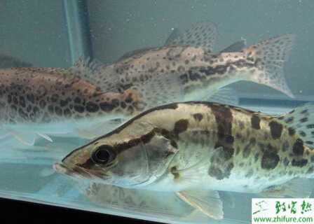 秋养鳜鱼的注意事项