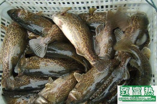 2020养鳜鱼赚钱吗？2020鳜鱼养殖前景及市场价格行情分析