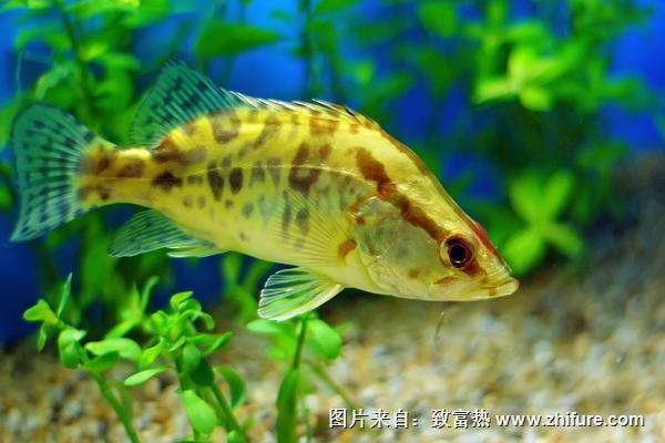 2022养鳜鱼赚钱吗？鳜鱼养殖的利润与投资成本及前景预测