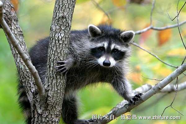 果子狸是几级保护动物？