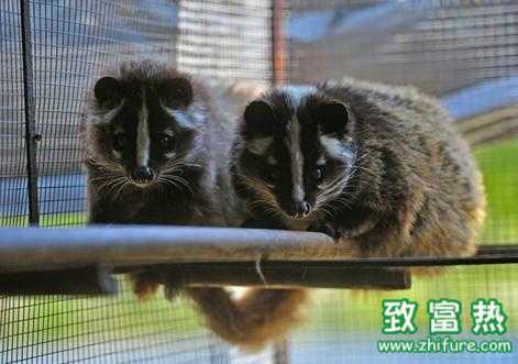 2022养果子狸赚钱吗？2022养果子狸前景及市场价格行情分析