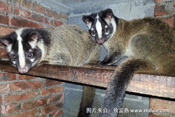 果子狸的营养价值及功效与作用