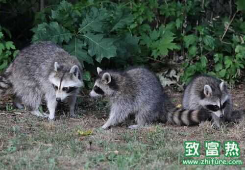 2022养果子狸赚钱吗？2022果子狸养殖前景及市场价格行情分析