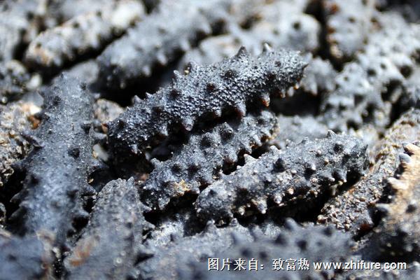 2022养海参赚钱吗？海参养殖的利润与投资成本及前景预测