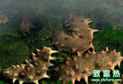 2022养海参赚钱吗？2022海参养殖前景及市场价格行情分析