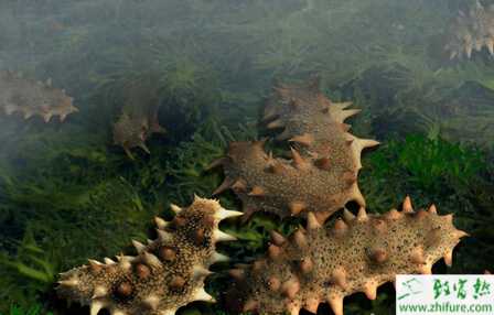 养海参赚钱吗？