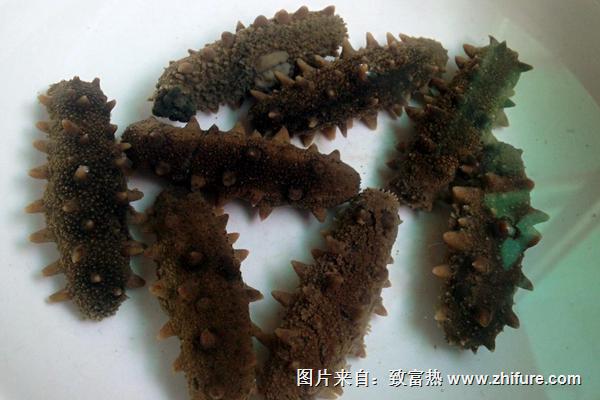 海参怎么泡发最好？