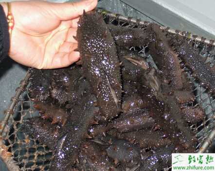 海参养殖烂胃病的防治