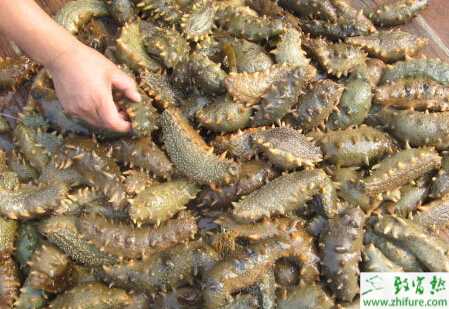 养殖海参化板症的防治