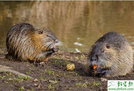养海狸鼠的市场前景
