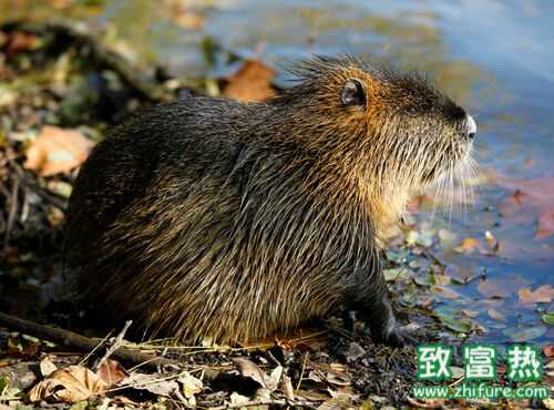 2022养海狸鼠赚钱吗？2022海狸鼠养殖前景及市场价格行情分析