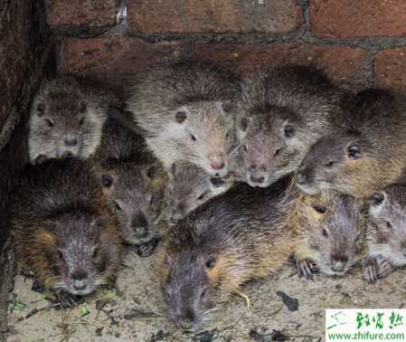 养殖海狸鼠肺炎的防治