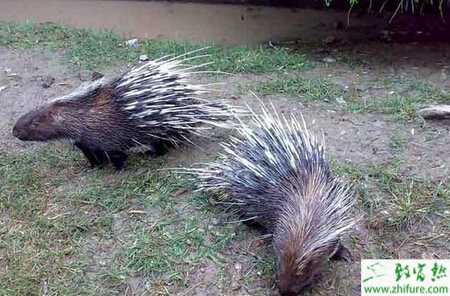 提高豪猪的繁殖率的方法