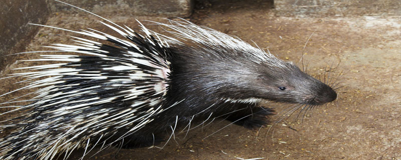 豪猪不产仔是什么原因